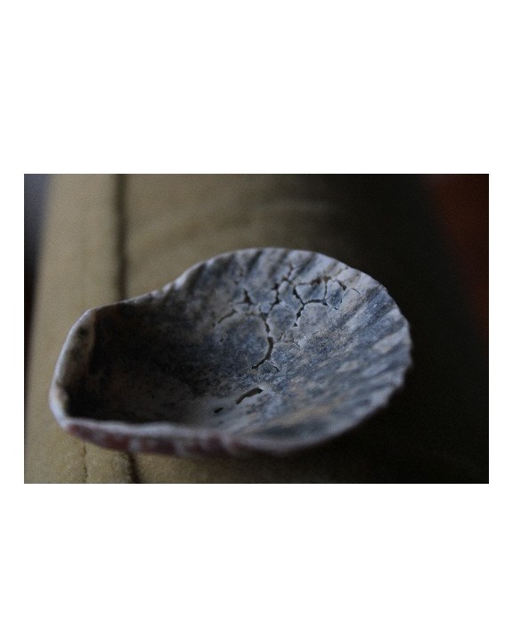Languages — a seed pod with the same seam